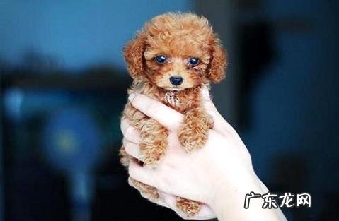 巨型贵宾犬多少钱?这篇文章告知你!