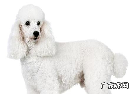 巨型贵宾犬多少钱?这篇文章告知你!