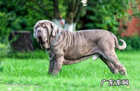 意大利纽波利顿犬多少钱一只?好养吗?