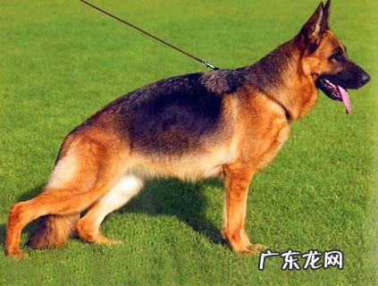 小狗拉肚子吃什么药