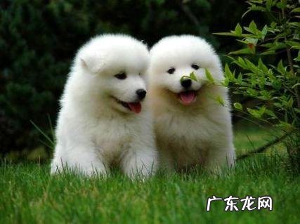 萨摩耶犬多少钱一只?影响其价格的要素有哪些?