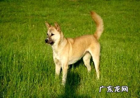 还不知道去哪里买狗粮?皇家狗粮官方网站了解一下吧