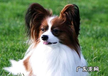 合适家养的小型犬有哪些,能否引荐一下?