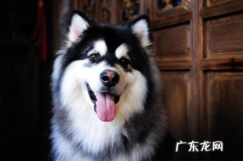 巨型阿拉斯加雪橇犬你了解多少?