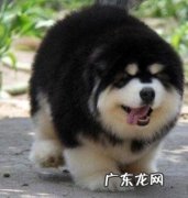 巨型阿拉斯加雪橇犬你了解多少？