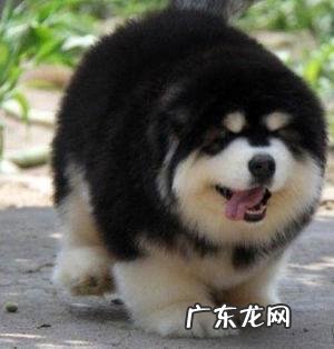 巨型阿拉斯加雪橇犬你了解多少?