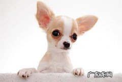 吉娃娃多少钱一只？吉娃娃简单买到吗？