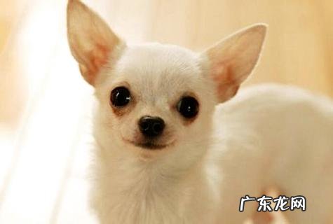 吉娃娃多少钱一只?吉娃娃简单买到吗?