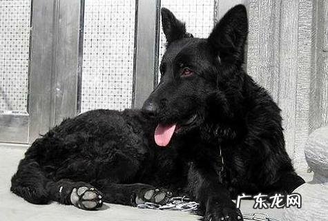 比利时黑色牧羊犬