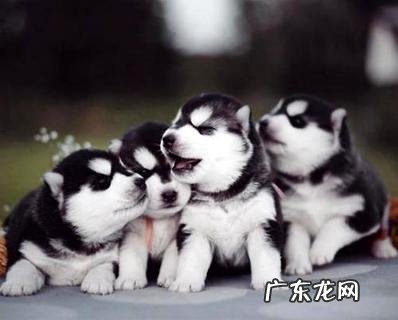 哈士奇和狼的表面如此相像,你知道它们的差异是什么吗?