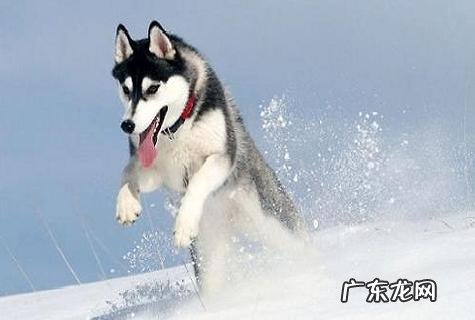 阿拉斯加犬跟哈士奇