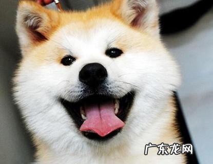 柴犬和秋田犬哪个好