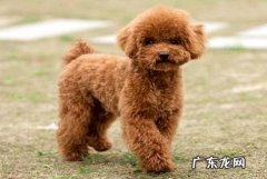 什么宠物狗最好养？答案就在这篇文章里