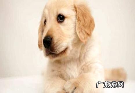 狗能够吃什么生果,一同来看一看