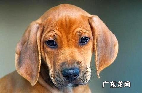 狗能够吃什么生果,一同来看一看