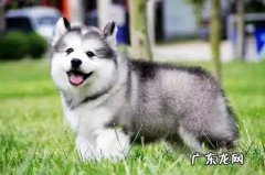 阿拉斯加幼犬的价格是多少？好养吗？