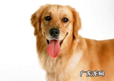 给狗打一针狂犬疫苗多少钱?