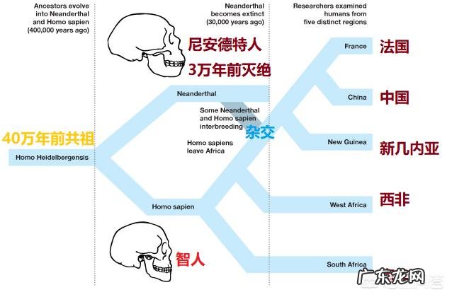 我们身体中的尼安德特人基因给我们带来了什么影响？