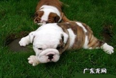 怎么练习狗狗听话呢？有什么样的办法？