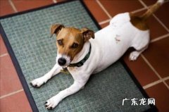 狗为什么会得细微？有什么原因呢？