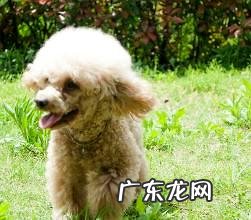 泰迪聪明到什么程度,你必定幻想不到