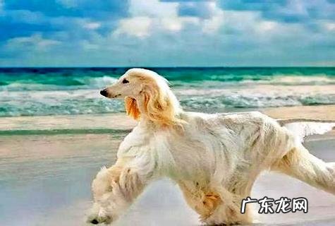 狗狗打疫苗需求多少钱?需求打哪几种?