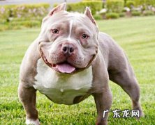 我国恶霸犬多少钱一只？好养吗？