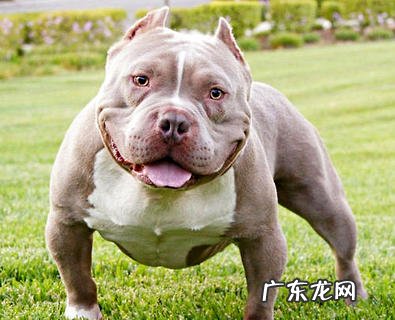 我国恶霸犬多少钱一只?好养吗?