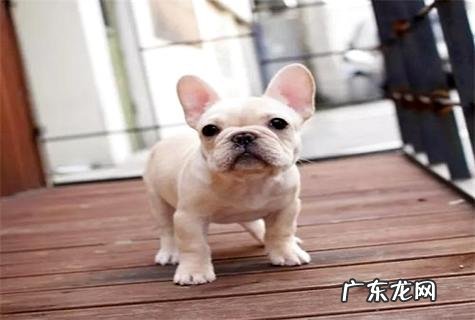 法斗一般多少钱一只?哪些因素影响法斗的价格?