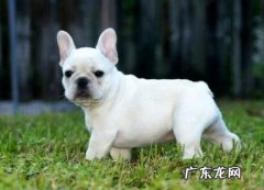 法斗一般多少钱一只？哪些因素影响法斗的价格？