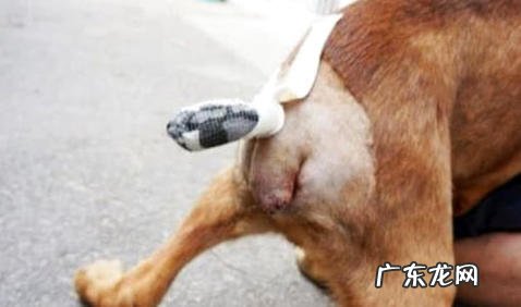 为什么要给狗狗断尾巴呢?