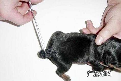 为什么要给狗狗断尾巴呢?