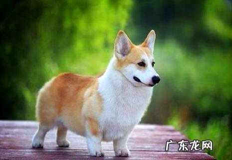 上班族合适养什么狗？合适的原因是什么？