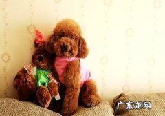 上班族合适养什么狗？合适的原因是什么？