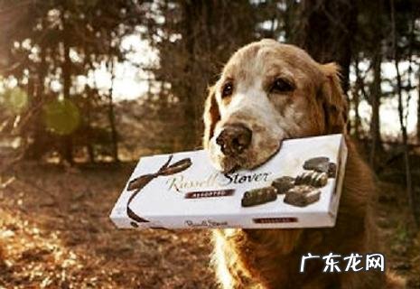 假如狗狗误食了巧克力,应该怎样弥补?