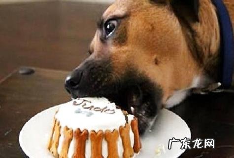 假如狗狗误食了巧克力,应该怎样弥补?