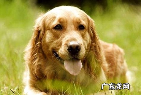 “国际犬种智商排行”位居前五的是哪些犬种