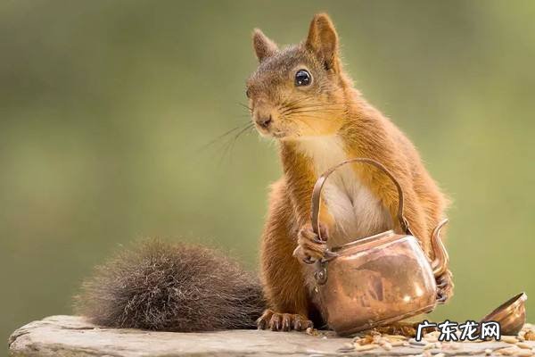 三只松鼠双11销售额多少?从这里可以学到什么?