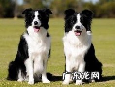 德国牧羊犬多少钱一只