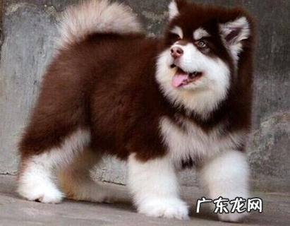 狗临死前7症状有哪些？