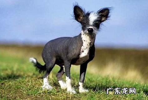 什么狗最洁净最好养