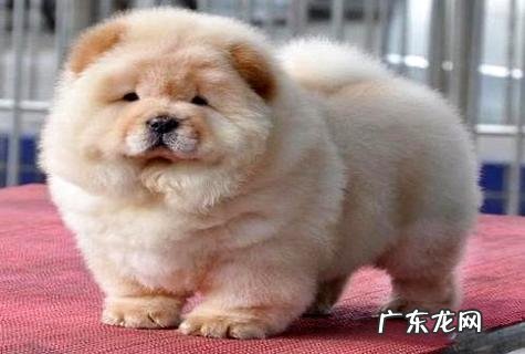 什么狗最洁净最好养