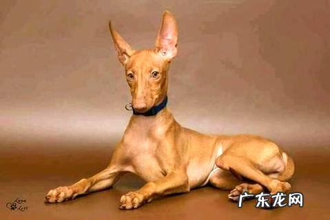 什么狗最洁净最好养