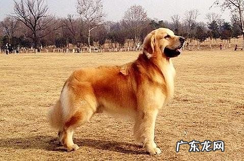 拉布拉多与金毛的差异有哪些?