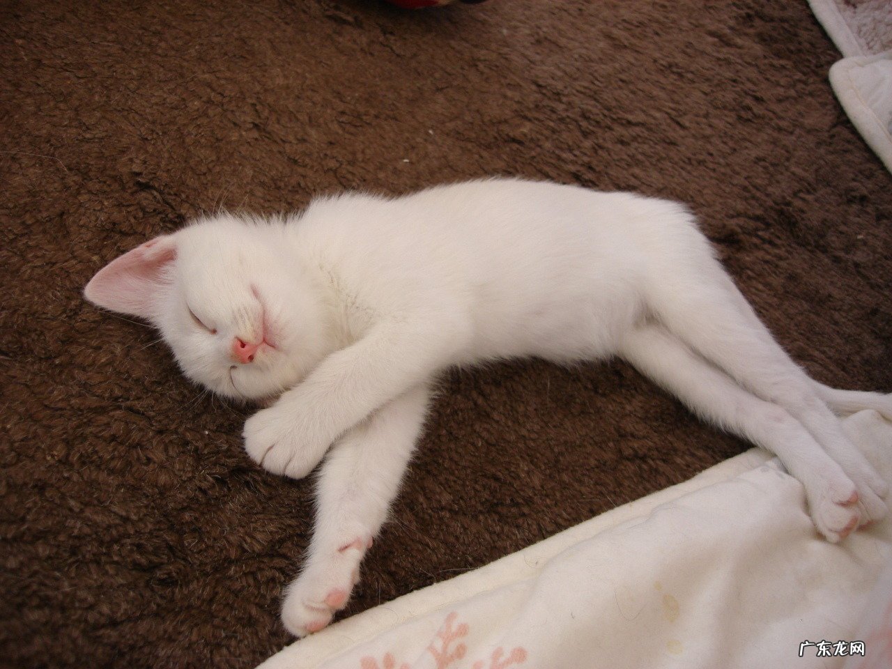 拔罐减肥后吃一次胖了四五斤