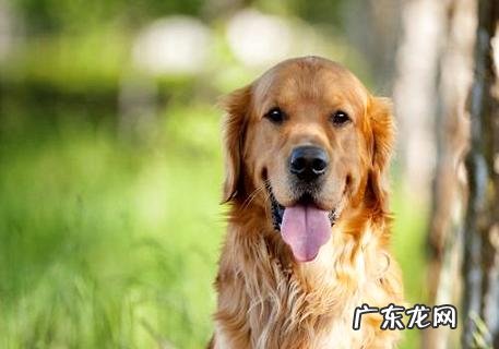 金毛和拉布拉多哪个贵?你更乐意养哪一种?