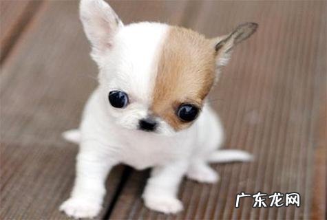 合适家养不掉毛的狗狗有哪些?