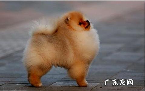 小狗得了狂犬病之后,有什么样的症状?