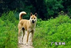 中华田园犬在国外深受喜欢