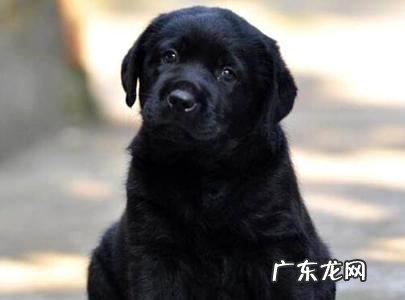 为你揭破宠物为什么会吃自己的排泄物